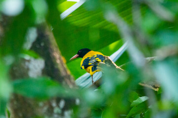 Black-hooded oriole