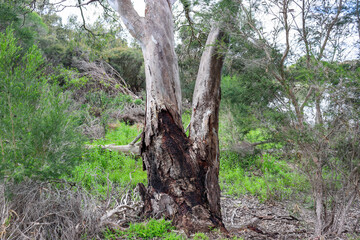 eucalyptus tree trunk in bushland