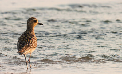 Bird. Animal. Pacific golden plover on the beach. Pluvialis fulva. Beautiful bird. Migratory birds....
