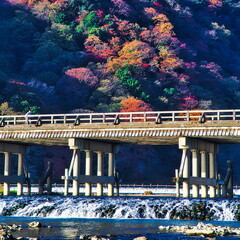 Fototapeta na wymiar 京都嵐山渡月橋の秋は紅葉に包まれます 