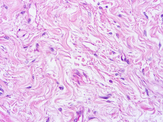 Histology of human tissue, show  epithelial tissue and connective tissue with microscope view  from laboratory (not Illustration Designation)