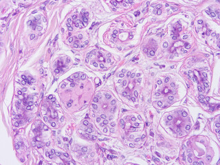 Histology of human tissue, show  epithelial tissue and connective tissue with microscope view  from laboratory (not Illustration Designation)