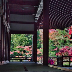 秋、日本のお寺の境内は紅葉で赤く染まります