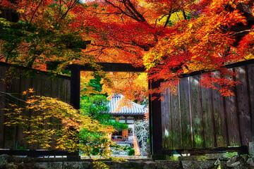 秋、日本のお寺の境内は紅葉で赤く染まります