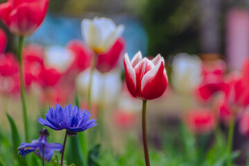 春の花壇に咲くチューリップ