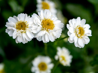 Fototapeta premium little white lovely chrysanthemums in the garden