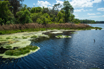 lake in the park