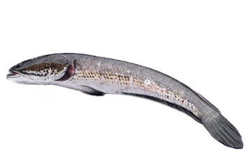 Fresh cork fish or snake fish isolated on white background. Concept : Freshwater fish in Thailand...
