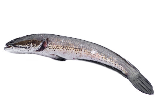 Fresh cork fish or snake fish isolated on white background. Concept : Freshwater fish in Thailand and Asia countries. Channa striata. It can be cooked in various menu. 