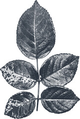 isolated bohemian dark blue rose leaf screen print