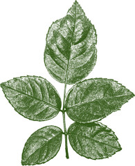 isolated bohemian green rose leaf screen print