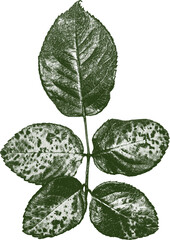 isolated bohemian dark green rose leaf screen print