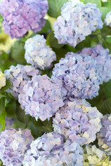 Fresh hortensia light white and blue flowers on blur background.