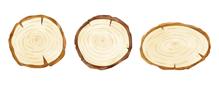 Draw vector illustration wooden slice Watercolor style