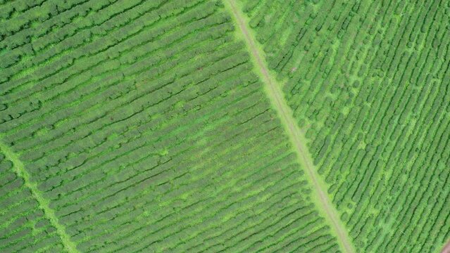 Aerail view Tea farm with sea of mist, green tree, blue mountain