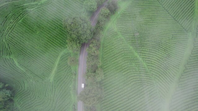 Aerail view Tea farm with sea of mist, green tree, blue mountain