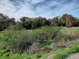 Obraz premium landscape with trees and clouds