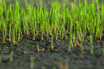 closeup shot of young Rice sprouts in paddy field.