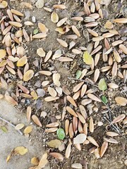 Acorns on the ground 