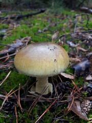 mushroom in the forest