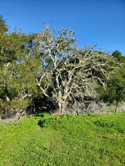 Fototapeta premium tree in the park
