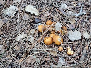mushrooms on the ground