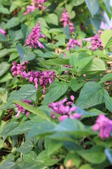 Beautiful purple salvia flower. Natural flower background and wallpaper