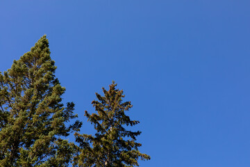 Pine trees and blue sky for graphic resources magazine advertisement layout backdrop