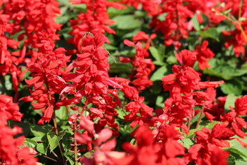 Beautiful red salvia flower. Natural flower background and wallpaper