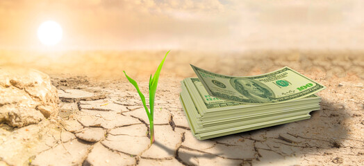 dollars and plant on dry desert ground climate change investments economy venture