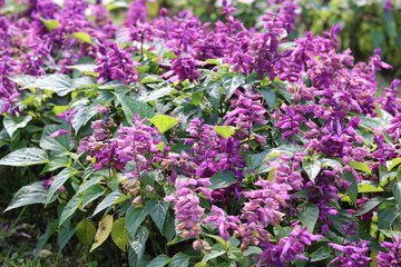 Beautiful purple salvia flower. Natural flower background and wallpaper