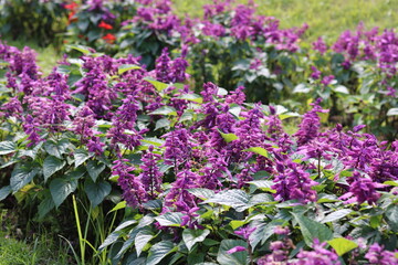 Beautiful purple salvia flower. Natural flower background and wallpaper