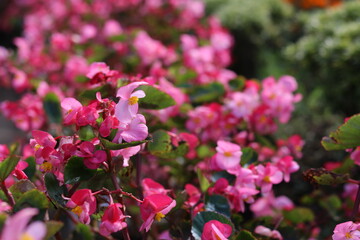 Begonia semperflorens cultorum. colorful flower backgrounds and wallpaper