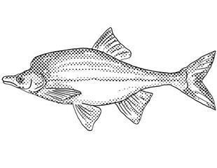 Cartoon style line drawing of a humpback chub or Gila cypha  a freshwater fish endemic to North America with halftone dots shading on isolated background in black and white.