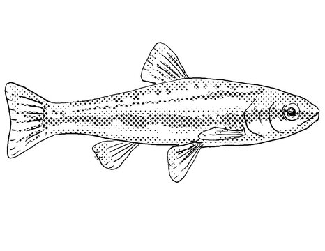 Cartoon style line drawing of a Laurel dace or Chrosomus saylori, a freshwater fish endemic to North America with halftone dots shading on isolated background in black and white.