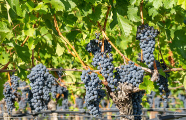 Bunches of black grapes in the Italian vineyards
