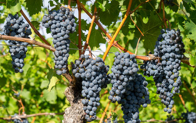 Bunches of black grapes in the Italian vineyards