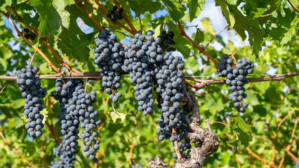 Bunches of black grapes in the Italian vineyards