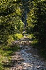 Fototapeta na wymiar hiking path in the fichtel mountains