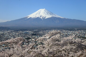 Fototapeta premium 日本の霊峰、富士山