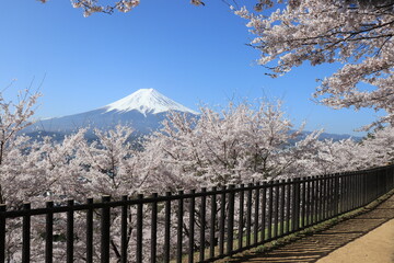 富士山にも桜の時期がやってきた