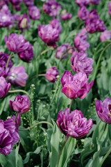 purple tulips in the garden