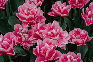 pink tulips in the garden