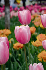 pink tulips in the garden