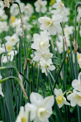 Fototapeta premium white narcissus in the garden