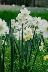 white narcissus in the garden