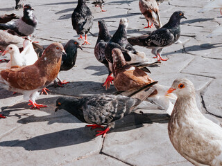 Pigeons crowd streets and public squares, living on discarded food and offerings of birdseed