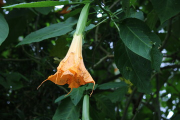 Obraz premium Brugmansia Aurea, yellow trumpet-shaped flowers in the garden. Beautiful flower and nature background.