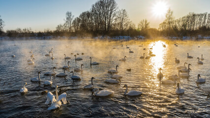White swans on an ice-free lake during sunset. Waterfowl swim along the sunny path, spreading their wings. A golden haze and steam rises above the water. The sun is shining low in the sky. Altai.  © Вера 