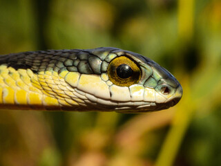 Boomslang (Dispholidus typus), dangerously venomous snake